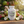 Beat Charge - Apple Cider Vinegar Capsules