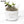 Personalized Desk Plant, Mini Succulent Gift, Custom Desk Plant, Live Succulent, Mini Planter, Custom Text, your words here Plant, Pot, Gift